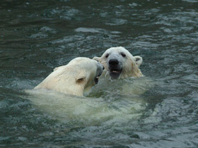 Белый медведь