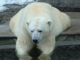 Белый медведь