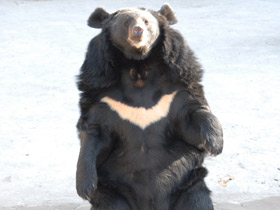 Гималайский медведь