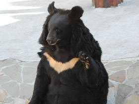 Гималайский медведь