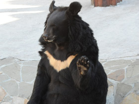 Гималайский медведь