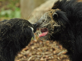 Смотреть фото Бинтуронг Фото Бинтуронг