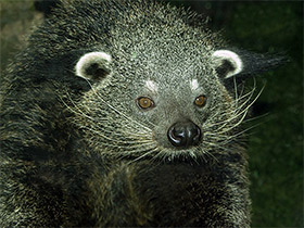 Смотреть фото Бинтуронг Фото Бинтуронг