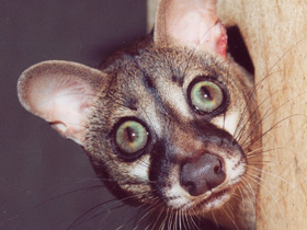 Обыкновенная генета