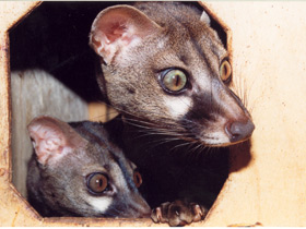 Обыкновенная генета