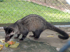 Смотреть фото Мусанг Фото Мусанг