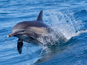 Длиннорылая белобочка