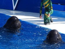 Фото Тропическая гринда