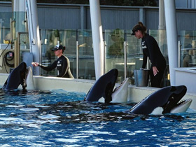 Фото Косатка