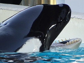 Фото Косатка