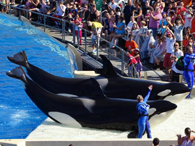 Фото Косатка