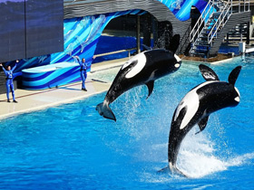 Фото Косатка