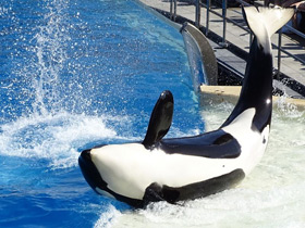 Фото Косатка