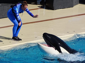 Фото Косатка