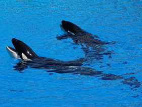 Фото Косатка