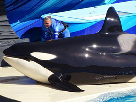 Фото Косатка