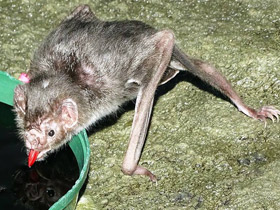 Фото Обыкновенный вампир