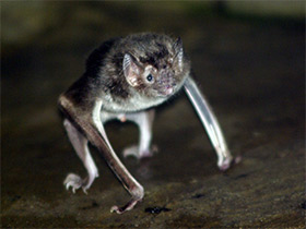 Фото Обыкновенный вампир