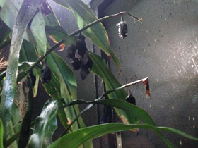 Смотреть фото Длинноязыкий листонос Фото Длинноязыкий листонос