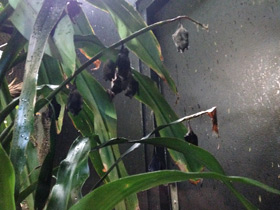 Фото Самый длинный язык у животных