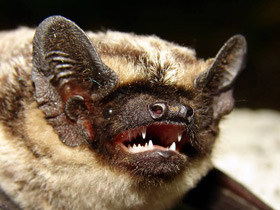 Смотреть фото Двухцветный кожан Фото Двухцветный кожан