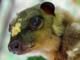 Фото Филиппинский шерстокрыл
