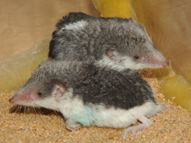 Смотреть фото Пегий путорак Фото Пегий путорак