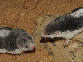 Смотреть фото Пегий путорак Фото Пегий путорак