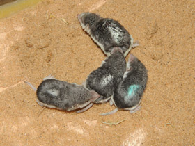 Смотреть фото Пегий путорак Фото Пегий путорак