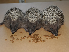 Белогрудый ёж