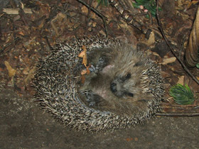 Смотреть фото Ежи: ушастые, лысые, колючие… Фото Ежи: ушастые, лысые, колючие…