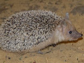 Смотреть фото Ушастый ёж Фото Ушастый ёж