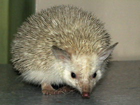 Длинноиглый ёж