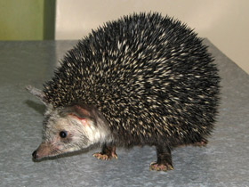 Длинноиглый ёж