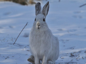 Фото Американский заяц