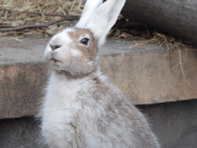 Фото Заяц-русак