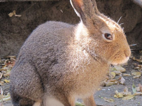 Фото Заяц-русак