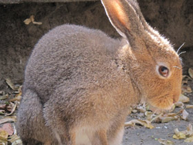 Фото Заяц-русак