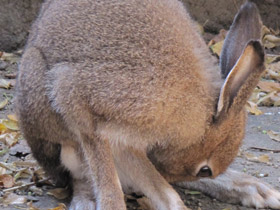 Фото Заяц-русак