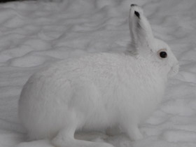 Фото Заяц-беляк