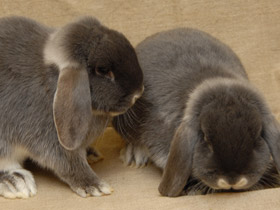 Фото Европейский кролик