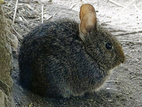 Фото Вулканический кролик