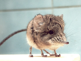 Фото Короткоухий слоновый прыгунчик