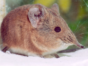 Фото Короткоухий слоновый прыгунчик