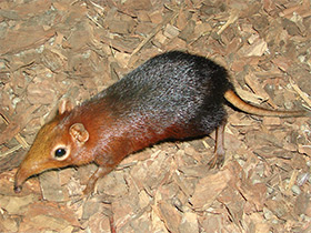 Фото Хоботковая собачка Петерса