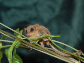 Фото Карликовый летучий кускус