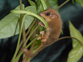 Фото Карликовый летучий кускус