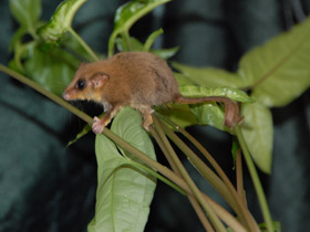 Фото Карликовый летучий кускус