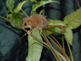 Фото Карликовый летучий кускус