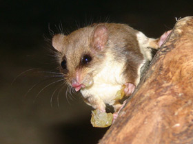 Фото Карликовый летучий кускус